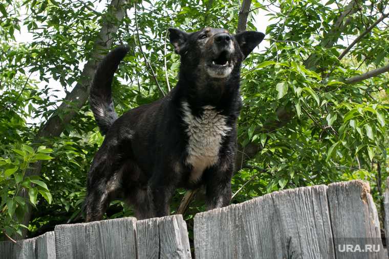 Тюменцы не могут попасть на детскую площадку из-за агрессивных собак