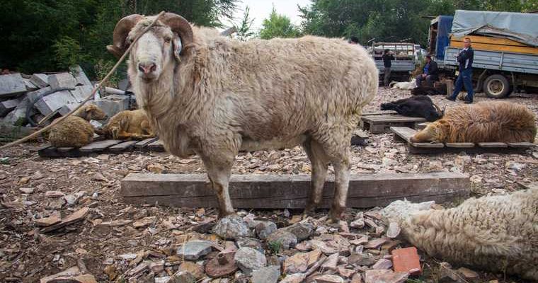 Курбан Байрам овцы во дворе на Сортировке