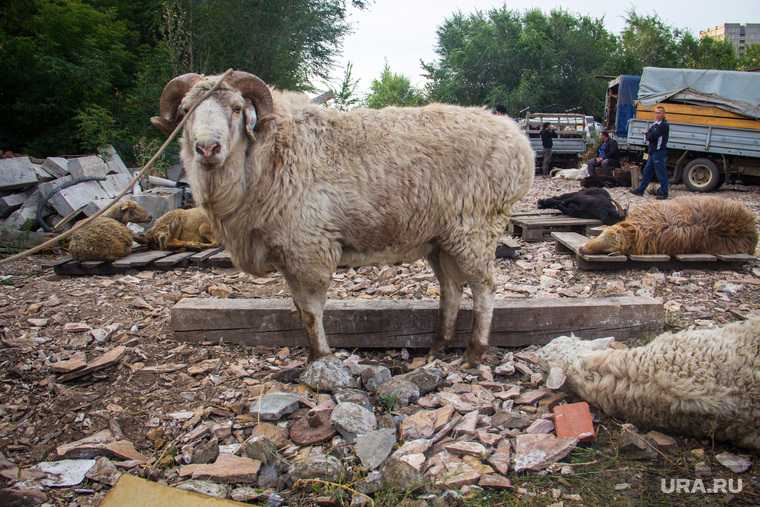Курбан Байрам овцы во дворе на Сортировке