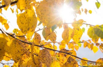 прогноз синоптика