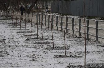 заморозки в Курганской области