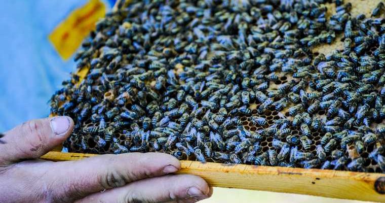 фермеры иск правительство РФ пчеловоды