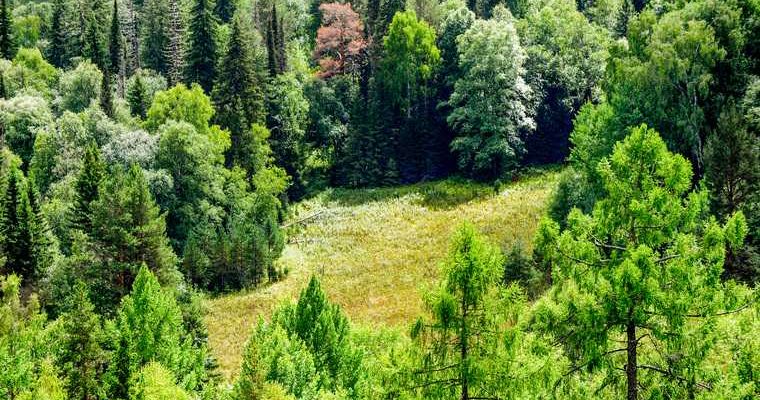 уголовное дело Абалакский заказник Тюмень