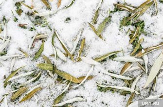 В Тюменской области испортится погода