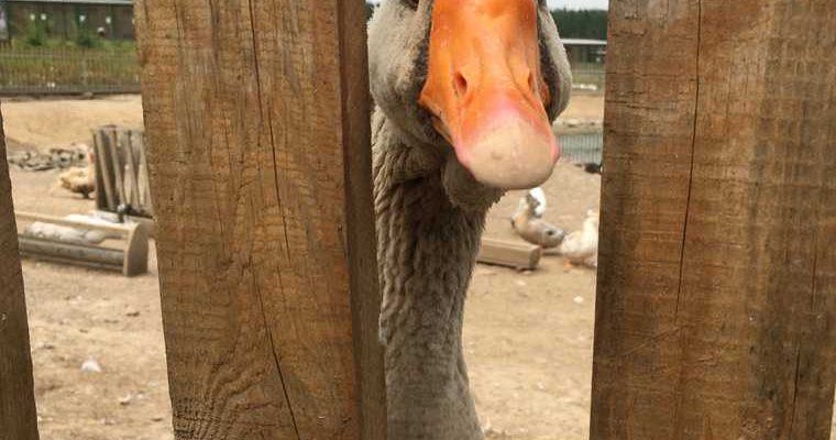 курганские арт-объекты