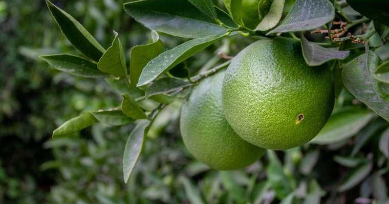 вирус Нипах особенности