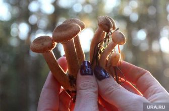 закуска помогающая не пьянеть