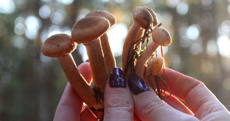 закуска помогающая не пьянеть