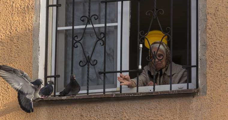 уничтожение голубей