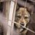 В ЯНАО мэрию втянули в скандал с «концлагерем для собак»