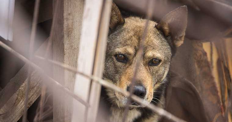 ЯНАО администрация Ноябрьска отлов содержание бездомных животных промзона