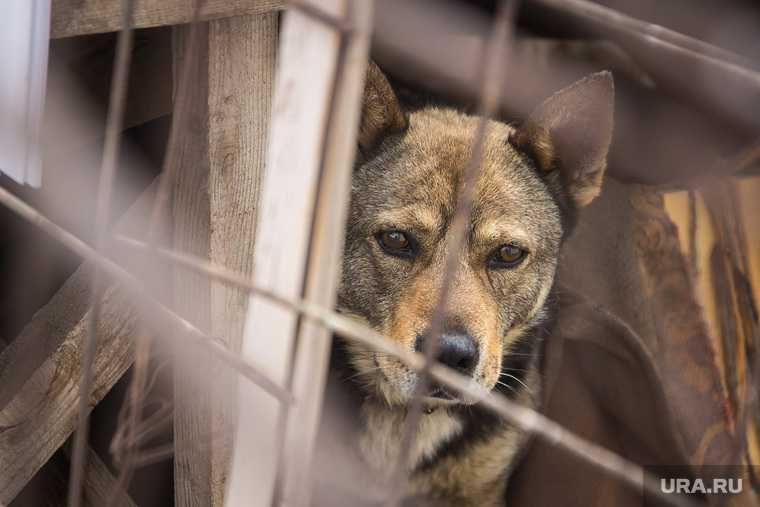 ЯНАО администрация Ноябрьска отлов содержание бездомных животных промзона